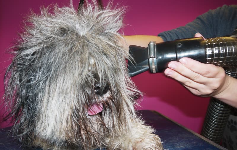 A groomer blow-drying a shaggy grey terrier against a hot-pink wall at Grooming Marvellous