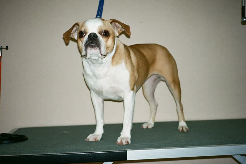 A dog waiting on a grooming table
