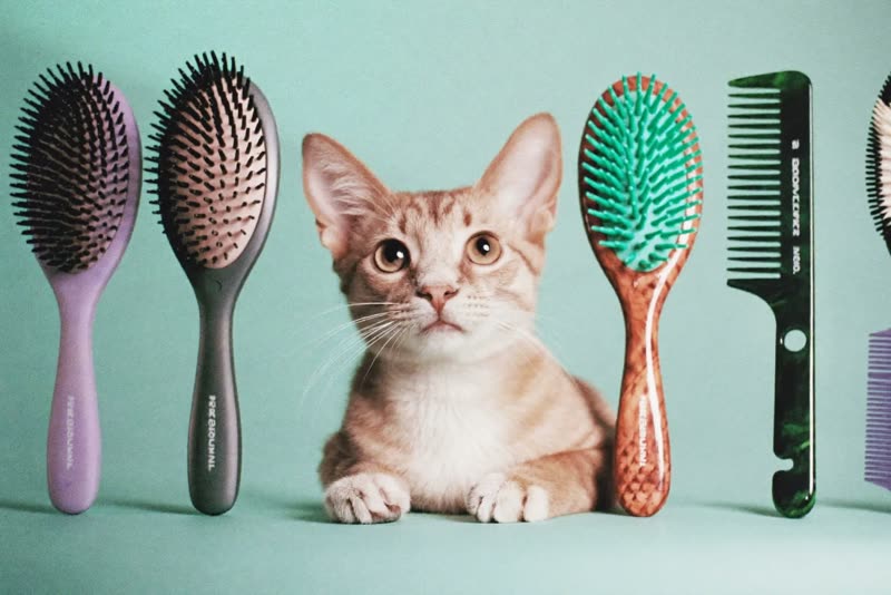 Grooming brushes and combs laid out
