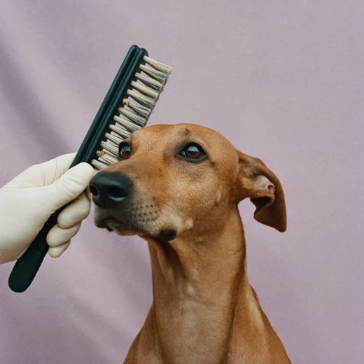 A dog being brushed