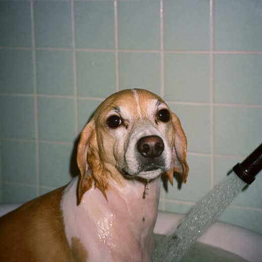 A dog being bathed