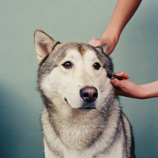A dog being clipped