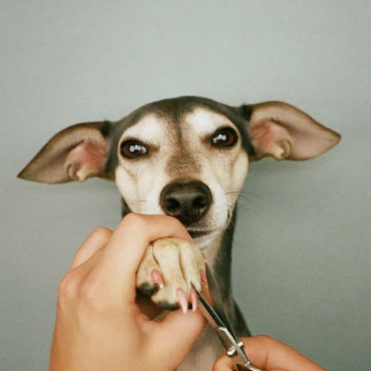 A dog's nails being trimmed